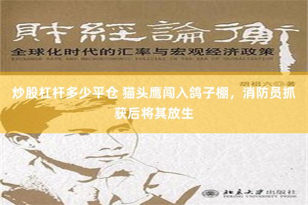 炒股杠杆多少平仓 猫头鹰闯入鸽子棚，消防员抓获后将其放生