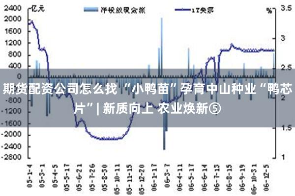 期货配资公司怎么找 “小鸭苗”孕育中山种业“鸭芯片”| 新质向上 农业焕新⑤